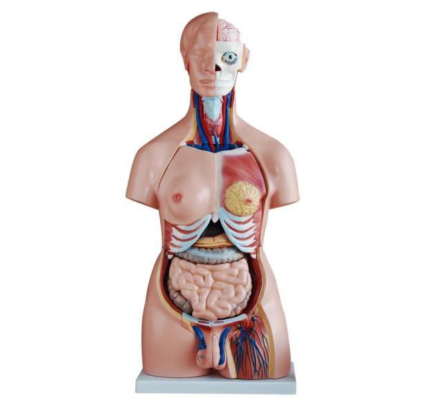 85cm Human Anatomy Plastic Male Torso Model for Medical Training