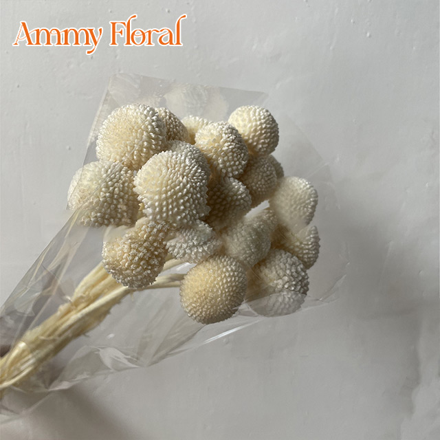 Beige (20 têtes)