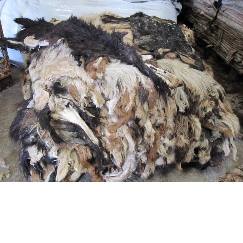 Влажная соленая овечья кожа для производства наппа