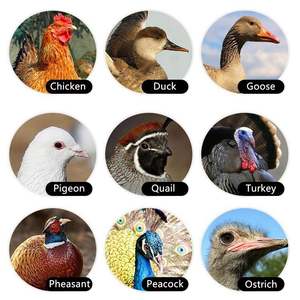 Machine d'incubation automatique pour œufs d'autruche, <span class=keywords><strong>prix</strong></span> <span class=keywords><strong>de</strong></span> l'incubateur à œufs, incubateur à œufs pour oiseaux, éclosion d'œufs - Product Image 2