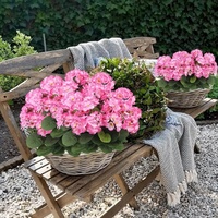 Fleur artificielle de géranium en soie en promotion pour la décoration de mariage, de maison et de salon