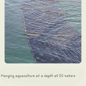 Xiapu Yumurta Çiçeği Çorbası Kuru Gıda Ürünleri Toplu Kum İçermeyen Suşi Nori Kurutulmuş Doğranmış Yosun Deniz Yosunu - Product Image 4