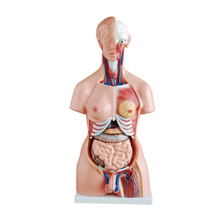 चिकित्सा संरचनात्मक मॉडल पीवीसी 85cm मानव hermaphroditic धड़ 23 भागों आंत शरीर रचना विज्ञान मॉडल