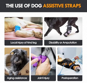 Dog Hind Leg Support <b>Harness</b> Solid XL Polyester Material Comfortable Traction Belt for Injured Elderly Dogs Rehabilitation - Product Image 4