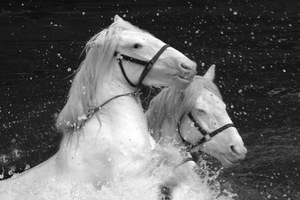 Quadri su Tela Impressionisti di Cavalli in Corsa, Dipinti Astratti di Animali per Arredamento - Product Image 4