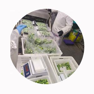 במיה קפואה שלמה מסין, 10 ק\"ג, קצוצה, 5-9 ס\"מ, דרגה 2, חיי מדף שנתיים, מאושרת HACCP, בריאה, טבעית, מזינה, סיטונאי IQF - Product Image 4