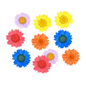 Khô Daisy ép hoa Bộ cho nhựa tự làm đồ trang sức nến xà phòng bình làm móng tay thẻ sổ lưu niệm nghệ thuật thủ công Hoa decors