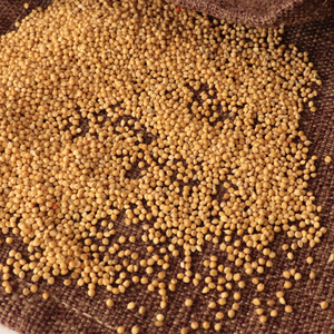 Crecimiento natural chino no Gmo comida para pájaros mijo amarillo mijo no glutinoso - Product Image 4