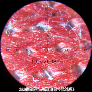 Double-<b>tube</b> microscope, high magnification 100x, with graduations and <b>LED</b> display, suitable for student laboratories, animal - Product Image 3
