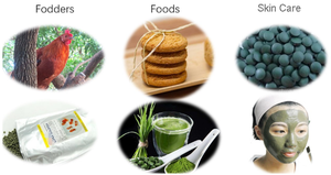 Soins de santé en poudre de spiruline à base de plantes naturelles en usine de Chine - Product Image 5