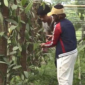 Extracto de CO2 de vainilla pura líquido 1kg aceite esencial de oleorresina de vainilla Natural fragancia altamente perfumada para la fabricación de perfumes - Product Image 2