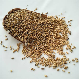 Fructus Tritici Levis/Frutos de Trigo Flotante/Trigo Ligero Secos de Hierbas Chinas Fu <span class=keywords><strong>Xiao</strong></span> <span class=keywords><strong>Mai</strong></span> en Venta - Product Image 4