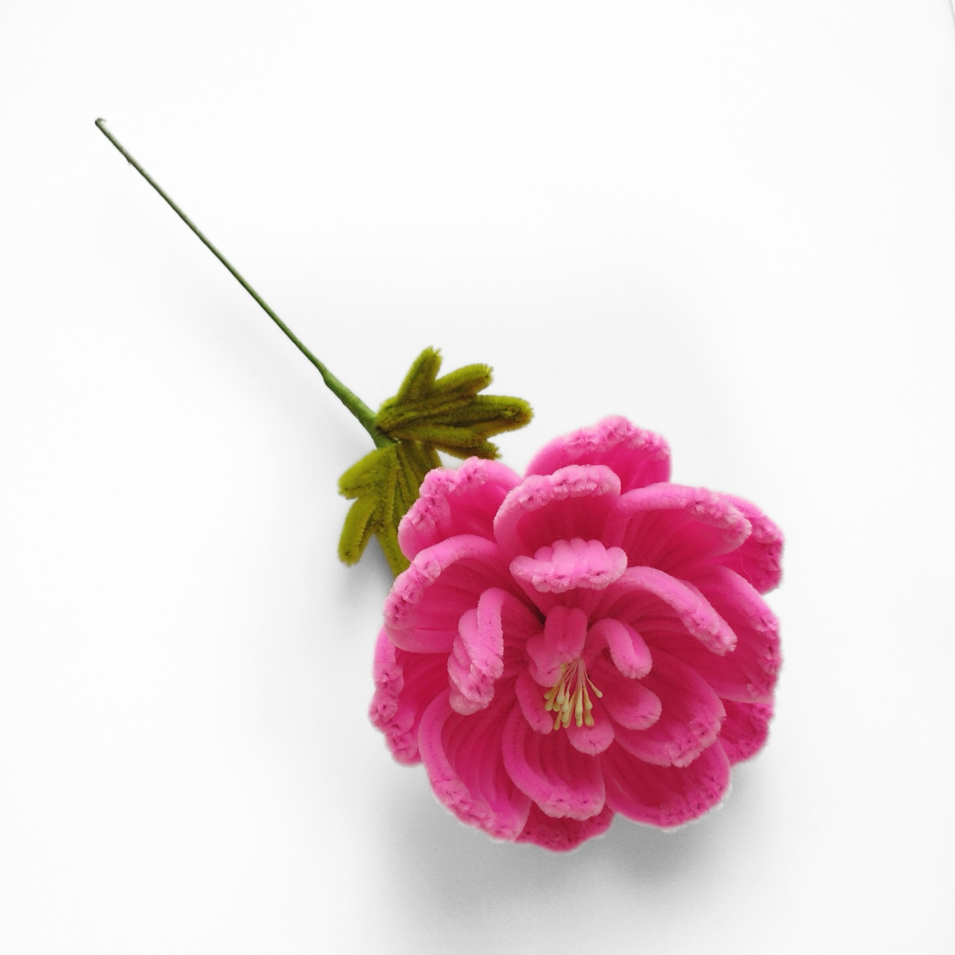 Polvere di rosa peonia finita singola