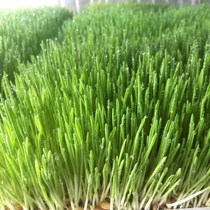 Nuovo Modello di Macchina per Germinazione Semi Idroponici/Sala di Coltivazione per Foraggio <span class=keywords><strong>Verde</strong></span>/Produzione di Germogli d'Orzo - Product Image 6