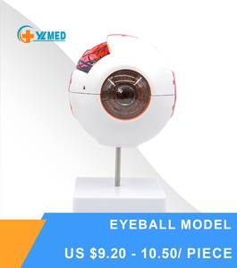 Modèle d'enseignement des sciences médicales grossissement 6x anatomie de l'œil humain en plastique avec globes oculaires et vaisseaux détachables - Product Image 2
