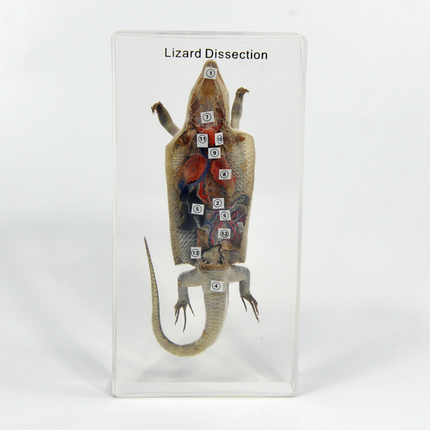 Lizard Dissection Resin Specimen School Teaching Equipment for Student Observed High School Teaching