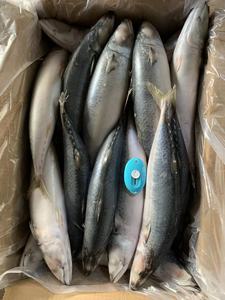 400-600 gam Biển Đông Lạnh thái bình dương Cá Thu - Product Image 6