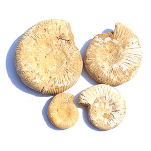 Fósil blanco marroquí Natural, gran oferta, alta calidad - Product Image 2