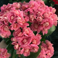 Tanaman Kalanchoe Golden Fox dalam Pot, Bunga Ganda, Bunga Besar, Kuncup Bunga - Mudah Tumbuh di Dalam Ruangan, Empat Musim, Tahan Radiasi