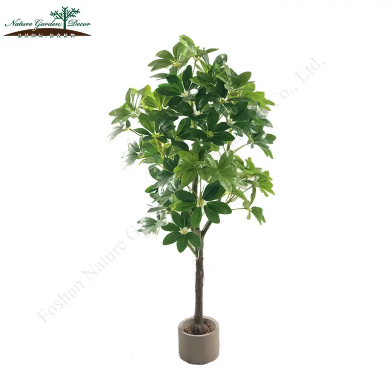 Natureza Jardim Ornamental Schefflera Plantas Para O Hotel Casa Decor Falso Anão Árvore Guarda-chuva