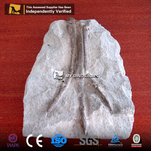 MON DINO <span class=keywords><strong>DS118</strong></span> Musée Exposition Réaliste Dinosaure Jambe Fossiles - Product Image 6