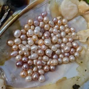 Vente en gros de perles d'huître en vrac coquille de fête naturelle mère moule <span class=keywords><strong>monstre</strong></span> vente de perles en vrac emballées sous vide - Product Image 4