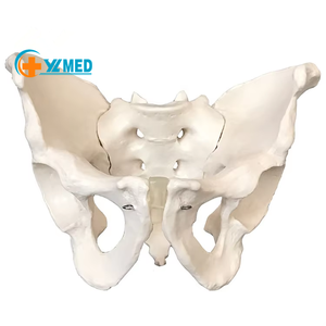 Medisch anatomisch <span class=keywords><strong>model</strong></span> van een volwassen mannelijk bekken, levensgroot menselijk bekkenbeenmodel. - Product Image 1