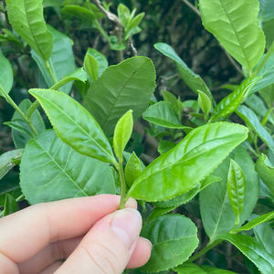 شاي أخضر صيني عالي الجودة على شكل إبرة من Clqq، معبأ في أكياس فاخرة، غني بالكافيين، شاي السعادة الأخضر لتجارة التجزئة في السوبر ماركت - Product Image 5