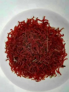 แช่แข็ง Bloodworm แช่แข็งสีแดงหนอนดอกไม้ปลาอาหาร - Product Image 4