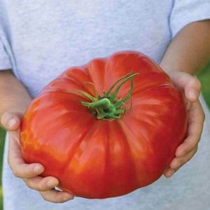 <span class=keywords><strong>Pomodoro</strong></span> Cavallino - Product Image 3