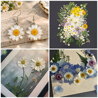 Bunga Daisy Standar Warna Alami Buatan Tangan dari Bunga Kering - Dekorasi DIY Ramah Lingkungan untuk Pernikahan, Hari Valentine & Natal