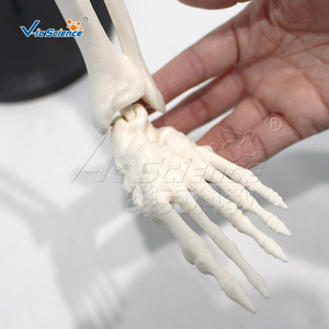 Modelo Anatómico de PVC de 85 cm del <span class=keywords><strong>Sistema</strong></span> Esquelético con Nervios y Discos Intervertebrales para la Enseñanza de Ciencias Médicas - Product Image 3
