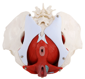 PVC-Lehr modell des anatomischen Becken modells für männliche und weibliche Becken für die Medizin - Product Image 3