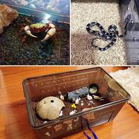 Reptile Tank Cage Escalade Pet Boîte D'élevage pour Amphibie Escargot Araignée Gecko Grenouille À Cornes Grande Tortue