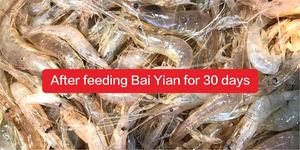 Aditivos para Alimentos en la Salud Animal Productos para la Salud Animal - Product Image 6