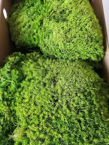 Çin fabrika yüksek kaliteli korunmuş kutup Moss duvar dekor ev dekor korunmuş yosun - Product Image 4