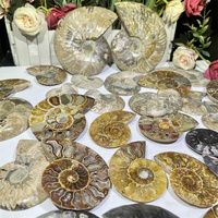 Venta al por Mayor de Amonitas Naturales en Bruto, Accesorios de Amonitas, Especímenes Fósiles, Rebanadas de Amonita para Decoración