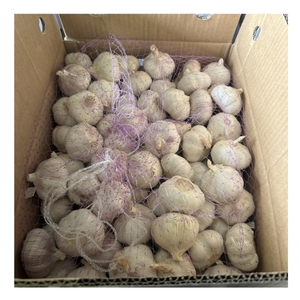 ताजा सब्जियों में लहसुन 10 किलोग्राम का बोरी, 20 किलोग्राम कार्टन का विश्व बाजार में निर्यात - Product Image 3
