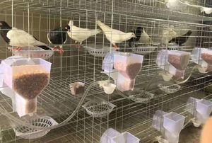 Grote gegalvaniseerde duivenkweekkooi, hete verkoop, automatische transportruimte voor vogelkweek voor duiven - Product Image 6