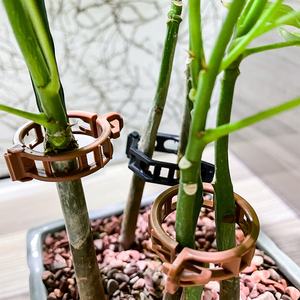 Clips de fixation pour plantes en plastique brun pour jardinage, prêts à être expédiés, pour soutenir les tiges de plantes, clips de greffage pour tomates et concombres, clips pour vignes - Product Image 6