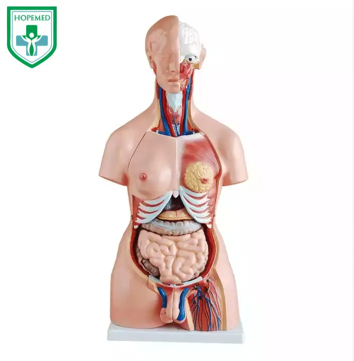 85CM Unisex Torso 23 Parts human anatomy models for teaching anatomical model human human torso body anatomy model