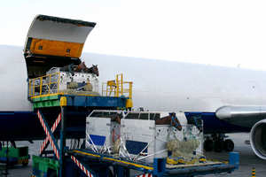 Transitaire de Fret Aérien Agent d'Expédition Services Logistiques de la Chine vers l'Australie le Canada Hawaï les États-Unis les Bahamas la Colombie l'Argentine le Brésil - Product Image 5