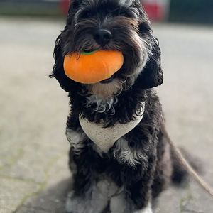 Harness anjing besar dan kecil, Harness anjing dapat disesuaikan, grosir nyaman, kokoh, Harness hewan peliharaan kustom, Pechero Para Perros - Product Image 5