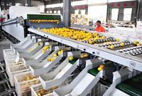 Commerciële Sorteermachine Avocado Tomaat Appel Mango Meloen Aardappel Grootte Sorteermachine