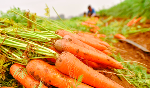 Rau củ đông lạnh bán buôn IQF, cà rốt đông lạnh - Product Image 5