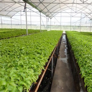 <span class=keywords><strong>เมล็ด</strong></span>การงอกเกษตร<span class=keywords><strong>ฟักทอง</strong></span> Hidroponia <span class=keywords><strong>เมล็ด</strong></span> Succulent Nursery Light <span class=keywords><strong>เมล็ด</strong></span> Sprout ถาด - Product Image 2