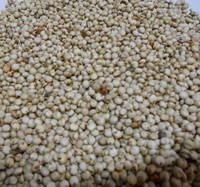 Semillas de Sorgo con Cáscara y sin Cáscara, Granos de Sorgo Blanco Milo Kaoliang