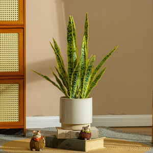 Planta Artificial <span class=keywords><strong>Sansevieria</strong></span> Hupilan <span class=keywords><strong>en</strong></span> Maceta, Bonsái Verde Biónico para Decoración de Sala de Estar - Product Image 3