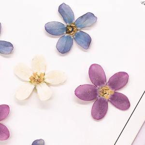 Calcomanías de uñas Tweedia Milkweed flores prensadas resina epoxi arte para marcos de joyería de moda para Navidad Día DE LA MADRE artesanía - Product Image 4