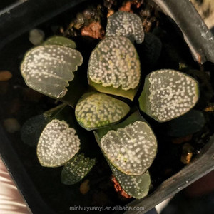 Commercio all'ingrosso di <span class=keywords><strong>piante</strong></span> succulente da interno <span class=keywords><strong>piante</strong></span> ornamentali <span class=keywords><strong>Haworthia</strong></span> - Product Image 5